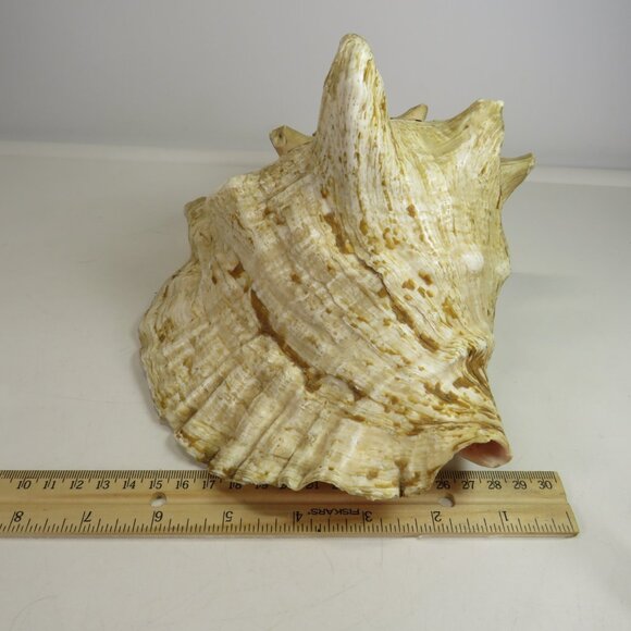 Large Real Conch Sea Shell 9x8" 6" tall has some chips Warm Tan - Picture 3 of 13